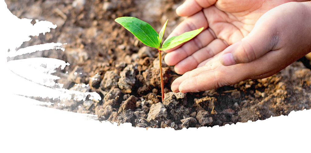 A small plant in the dirt with hands around it